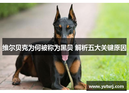 维尔贝克为何被称为黑贝 解析五大关键原因